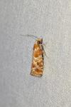 Rhyacionia pinicolana