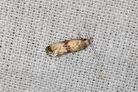 Eupoecilia angustana