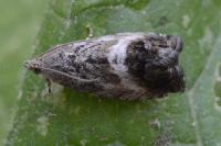 Cydia splendana