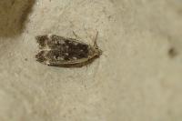 Anacampsis blattariella/populella