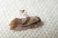 Falseuncaria ruficiliana