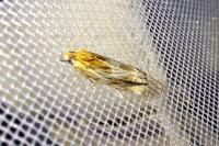 Eucosma gr. cana