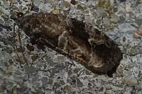 Eudemis porphyrana