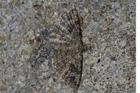 Alucita hexadactyla