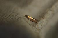 Phyllonorycter klemannella