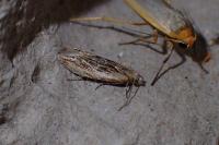 Eucosma gr. cana
