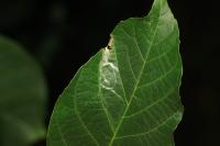 Caloptilia roscipennella