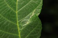 Caloptilia roscipennella