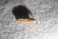 Eucosma conterminana