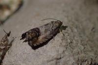 Cydia splendana
