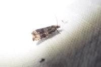 Celypha lacunana