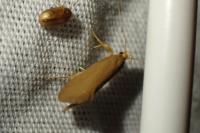 Crassa unitella