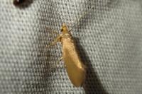 Crassa unitella
