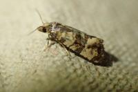 Cochylichroa atricapitana