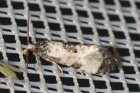 Neocochylis dubitana