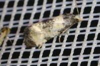 Neocochylis dubitana