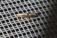 Argyresthia pruniella