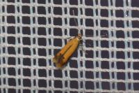 Coptotriche marginea
