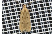 Acompsia antirrhinella/tripunctella