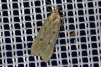 Acompsia antirrhinella/tripunctella