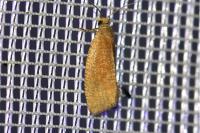 Celypha rufana