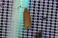 Celypha rufana