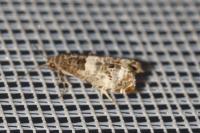 Notocelia trimaculana