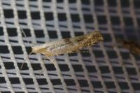 Argyresthia spinosella