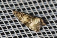 Celypha rurestrana
