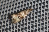 Celypha rurestrana