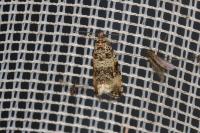 Celypha rurestrana