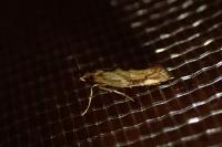 Epermenia falciformis