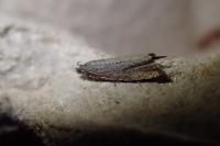 Bactra lancealana