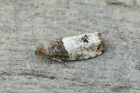 Notocelia roborana