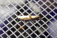 Argyresthia pruniella