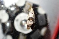 Neocochylis hybridella