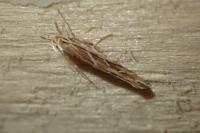 Pyroderces argyrogrammos