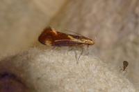 Metalampra italica