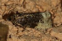 Hedya nubiferana