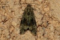 Celypha lacunana