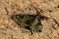 Celypha lacunana