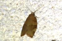 Pandemis cerasana