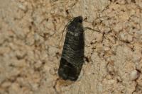 Cydia pomonella