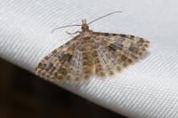 Alucita hexadactyla