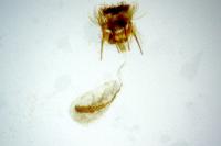 Cnephasia stephensiana