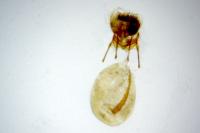 Cnephasia stephensiana