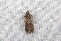 Gelechia muscosella