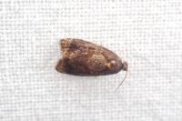 Ditula angustiorana