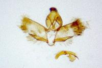 Ditula angustiorana