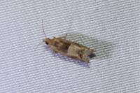 Crocidosema plebejana